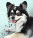 Luke's All Natural Pet Food Dog and Cat Photo Gallery