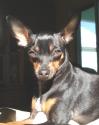 Luke's All Natural Pet Food Dog and Cat Photo Gallery