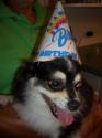 Luke's All Natural Pet Food Dog and Cat Photo Gallery