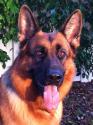 Luke's All Natural Pet Food Dog and Cat Photo Gallery