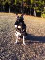 Luke's All Natural Pet Food Dog and Cat Photo Gallery