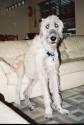 Luke's All Natural Pet Food Dog and Cat Photo Gallery