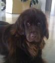 Luke's All Natural Pet Food Dog and Cat Photo Gallery