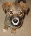 Luke's All Natural Pet Food Dog and Cat Photo Gallery