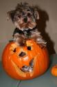 Luke's All Natural Pet Food Dog and Cat Photo Gallery