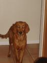Luke's All Natural Pet Food Dog and Cat Photo Gallery
