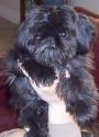 Luke's All Natural Pet Food Dog and Cat Photo Gallery