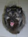 Luke's All Natural Pet Food Dog and Cat Photo Gallery