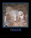Luke's All Natural Pet Food Dog and Cat Photo Gallery
