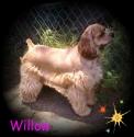 Luke's All Natural Pet Food Dog and Cat Photo Gallery