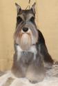Luke's All Natural Pet Food Dog and Cat Photo Gallery