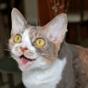 Luke's All Natural Pet Food Dog and Cat Photo Gallery