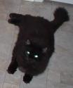 Luke's All Natural Pet Food Dog and Cat Photo Gallery