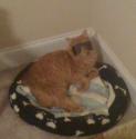 Luke's All Natural Pet Food Dog and Cat Photo Gallery