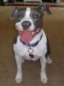 Luke's All Natural Pet Food Dog and Cat Photo Gallery