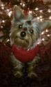 Luke's All Natural Pet Food Dog and Cat Photo Gallery