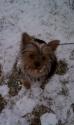 Luke's All Natural Pet Food Dog and Cat Photo Gallery
