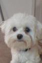 Luke's All Natural Pet Food Dog and Cat Photo Gallery