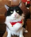 Luke's All Natural Pet Food Dog and Cat Photo Gallery