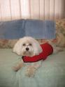 Luke's All Natural Pet Food Dog and Cat Photo Gallery