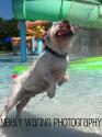 Luke's All Natural Pet Food Dog and Cat Photo Gallery