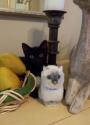 Luke's All Natural Pet Food Dog and Cat Photo Gallery