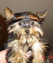Luke's All Natural Pet Food Dog and Cat Photo Gallery