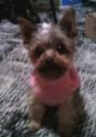 Luke's All Natural Pet Food Dog and Cat Photo Gallery