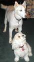 Luke's All Natural Pet Food Dog and Cat Photo Gallery