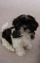 Luke's All Natural Pet Food Dog and Cat Photo Gallery