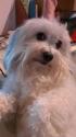 Luke's All Natural Pet Food Dog and Cat Photo Gallery