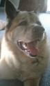 Luke's All Natural Pet Food Dog and Cat Photo Gallery