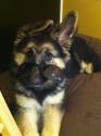 Luke's All Natural Pet Food Dog and Cat Photo Gallery