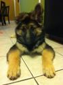 Luke's All Natural Pet Food Dog and Cat Photo Gallery