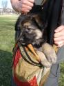 Luke's All Natural Pet Food Dog and Cat Photo Gallery