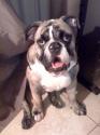 Luke's All Natural Pet Food Dog and Cat Photo Gallery