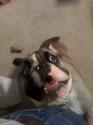 Luke's All Natural Pet Food Dog and Cat Photo Gallery