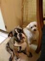 Luke's All Natural Pet Food Dog and Cat Photo Gallery