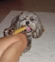 Luke's All Natural Pet Food Dog and Cat Photo Gallery