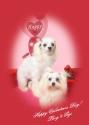 Luke's All Natural Pet Food Dog and Cat Photo Gallery