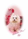 Luke's All Natural Pet Food Dog and Cat Photo Gallery