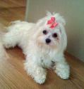 Luke's All Natural Pet Food Dog and Cat Photo Gallery
