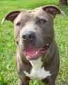 Luke's All Natural Pet Food Dog and Cat Photo Gallery