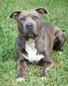 Luke's All Natural Pet Food Dog and Cat Photo Gallery