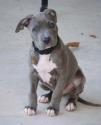 Luke's All Natural Pet Food Dog and Cat Photo Gallery