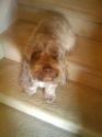 Luke's All Natural Pet Food Dog and Cat Photo Gallery
