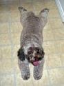 Luke's All Natural Pet Food Dog and Cat Photo Gallery