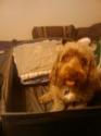 Luke's All Natural Pet Food Dog and Cat Photo Gallery