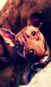 Luke's All Natural Pet Food Dog and Cat Photo Gallery