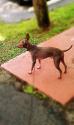 Luke's All Natural Pet Food Dog and Cat Photo Gallery